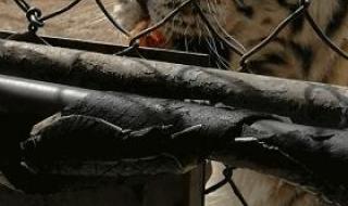 网上动物园 网上动物园