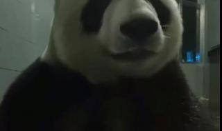 向云端原唱 向云端原唱