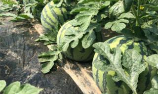 迷你小西瓜手工教程 迷你小西瓜手工教程