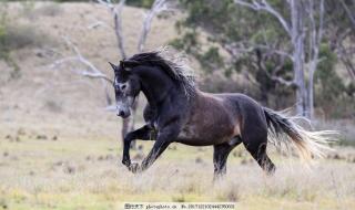 班马是白条纹的黑马