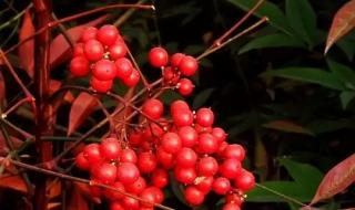 相思豆有毒 相思豆有毒